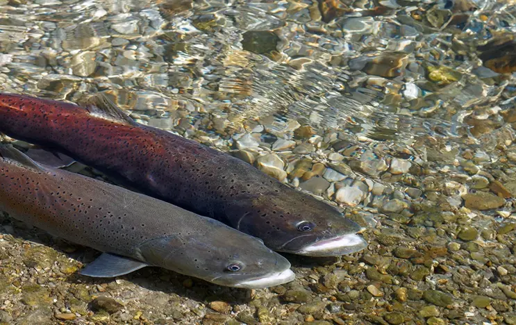 Zwei Fische im flachen Wasser auf Kiesbett: Einer mit dunklem Schuppenmuster, die andere mit rötlichem Farbschimmer. Klare Wasseroberfläche reflektiert Licht, verstärkt die natürlichen Farben.