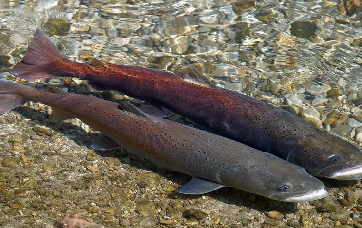 Two fish in shallow water over a gravel bed: one dark with a speckled pattern, the other with a reddish hue. The clear water surface reflects light, enhancing their natural colors.