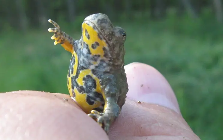 The yellow-bellied toad is a common species in mountainous and hilly regions. Its belly is decorated with a striking yellow pattern.