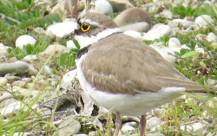 Der kleine Vogel mit dem Namen Flussregenpfeifer steht zwischen Gräsern und Steinen. Er hat einen weißen bauch und einen hellbraunen Kopf und Rücken. Im Gesicht ist sein Gefieder dunkelbraun bis schwarz.