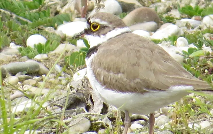 The little bird with the name Little Ringed Plover stands between grasses and stones. It has a white belly and a light brown head and back. Its facial plumage is dark brown to black.