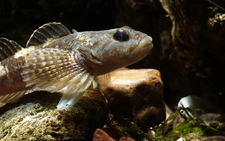 Ein braungefleckter Fisch mit fächerartigen Flossen ruht auf felsigem Untergrund im Wasser, umgeben von Pflanzenteilen.