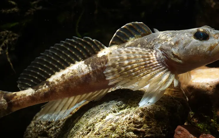 A brown-spotted fish with fan-like fins rests on rocky substrate underwater, surrounded by plant debris.