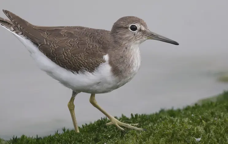 Der Flussuferläufer ist ein kleiner Watvogel. Er hat einen weißen Bau und ein braun-grau geschecktes Gefieder und einen länglichen spitzen Schnabel.