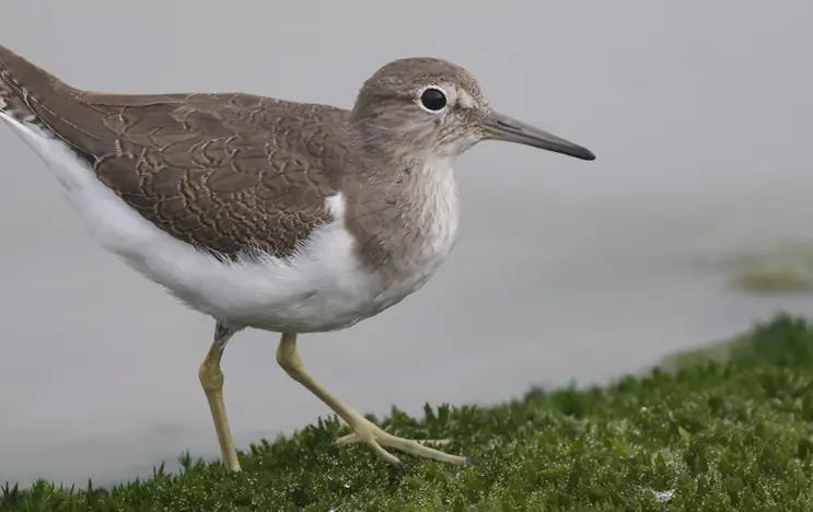 The sandpiper is a small wading bird. It has a white body and brown-grey pied plumage and an elongated, pointed beak.