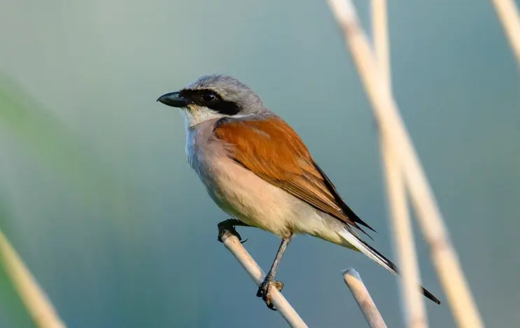 Ein Neuntöter sitzt auf einem Zweig, umgeben von unscharfen Gräsern im Hintergrund. Das Gefieder des Vogels zeigt eine deutliche Farbtrennung von Grau, Weiß und rostbraun.