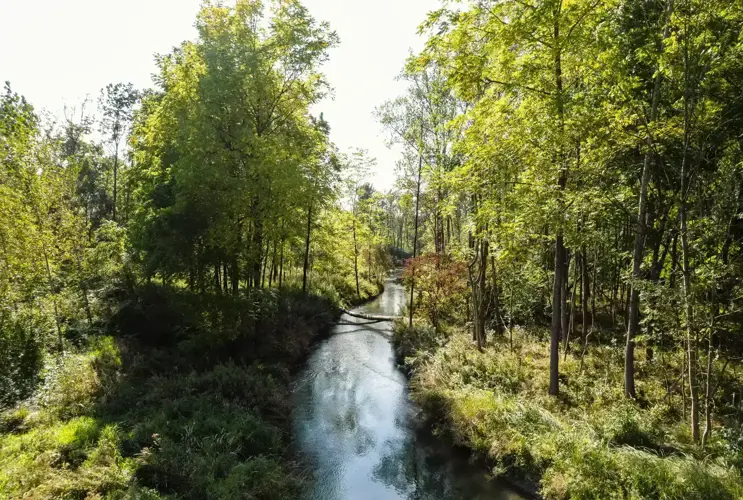 The picture shows a dark blue river in the middle, which flows through a densely overgrown forest. The forest is on the left and right, with the right side illuminated by the sun and glowing. On the left, a large tree stands out, casting a shadow on the river and creating the dark blue. A little further downstream, a tree trunk lies across the river. The densely overgrown forest on either side is bursting with shrubs and meadows in various shades of light and dark green. The trees stand tall and are also various shades of green.