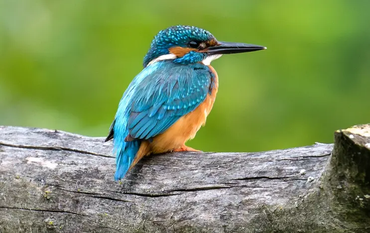 Ein leuchtend blau-türkiser Eisvogel sitzt auf einem grauen Baumstamm, sein scharfes Profil hebt sich vor einem unscharfen grünen Hintergrund ab.