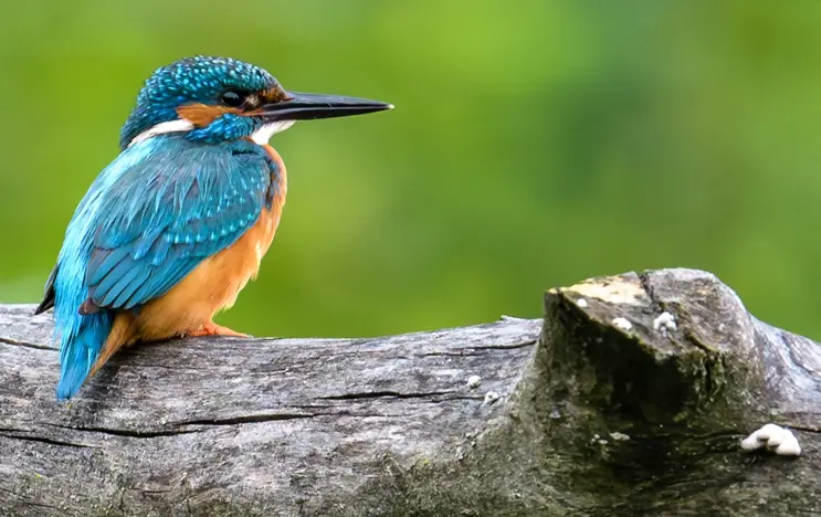 A vivid blue and turquoise kingfisher perches on a gray log, its sharp profile standing out against a blurry green background.