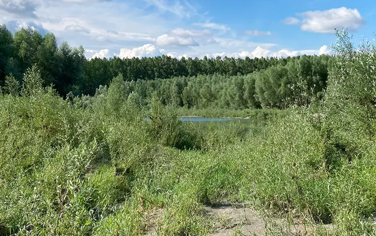 The picture shows alluvial forests with black alder and common ash. You can see a bright blue sky. Various trees and bushes.